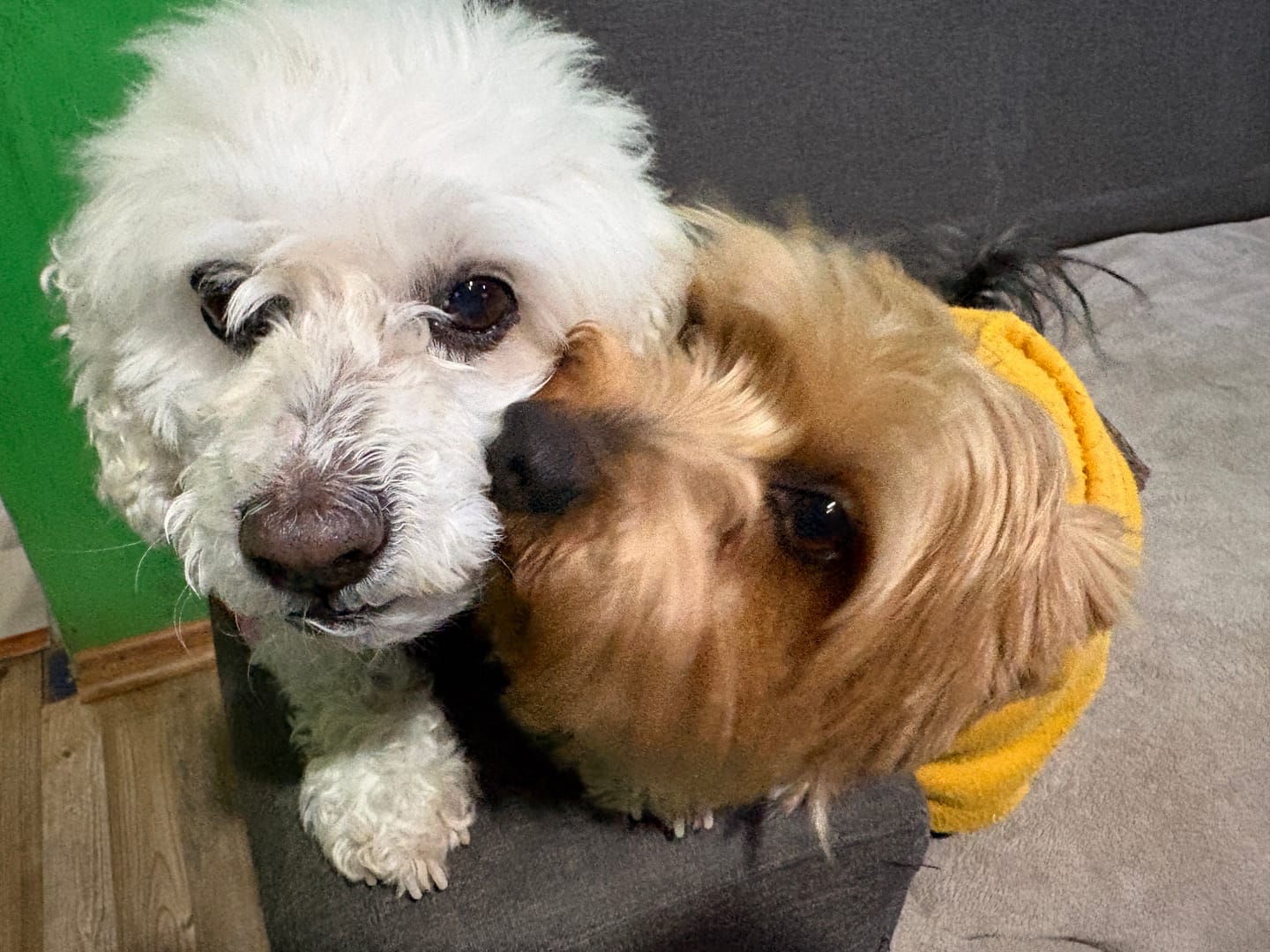 Customer photo review of PetFamily Foods Razas Pequeñas