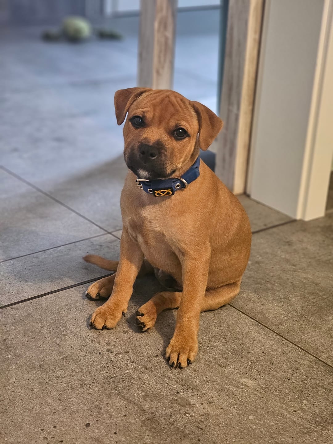 Customer photo review of Staffordshire Bull Terrier 1935® Puppy Collar & Leash Set - Royal Blue