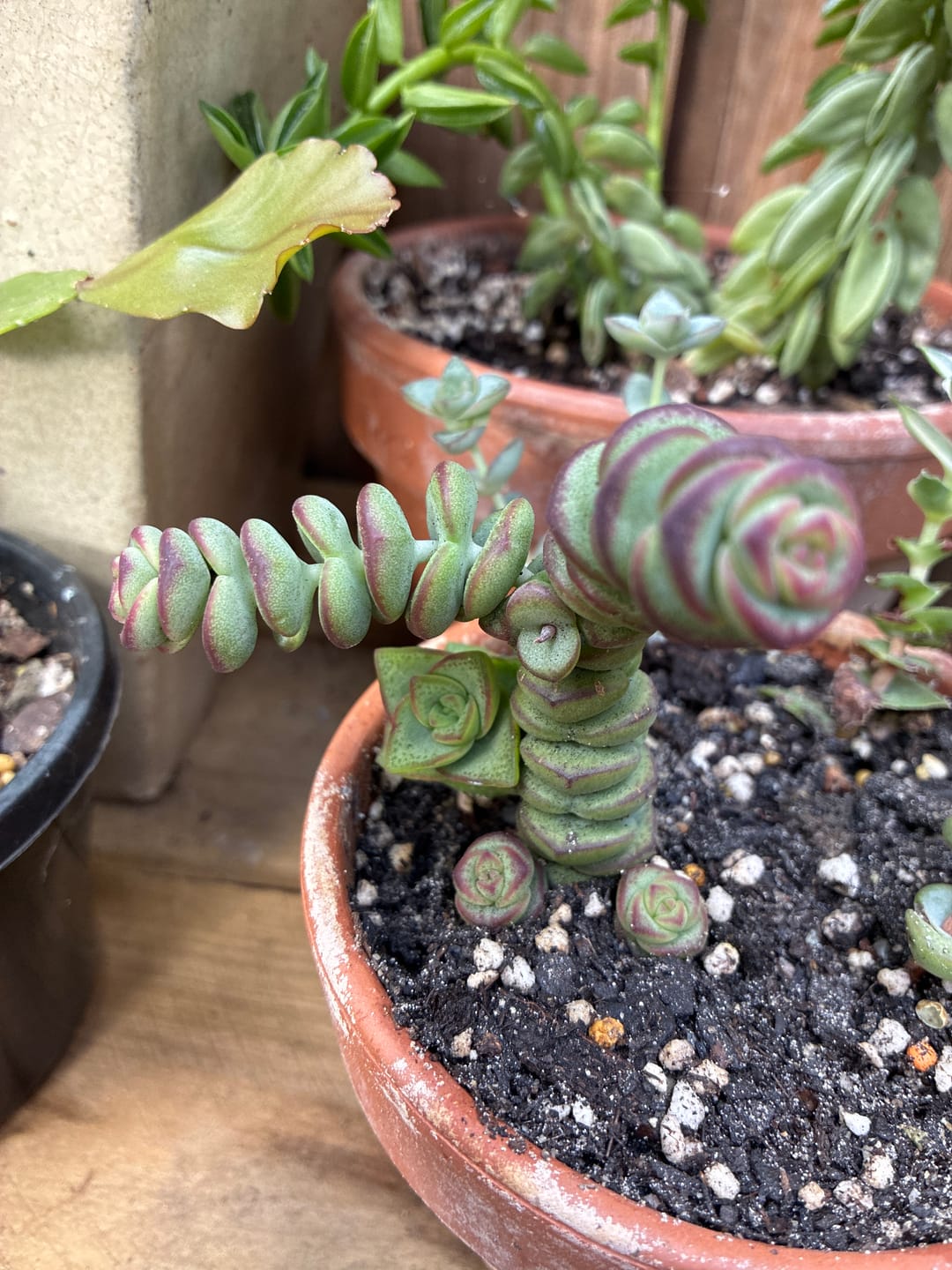 Customer photo review of Crassula Baby's Necklace