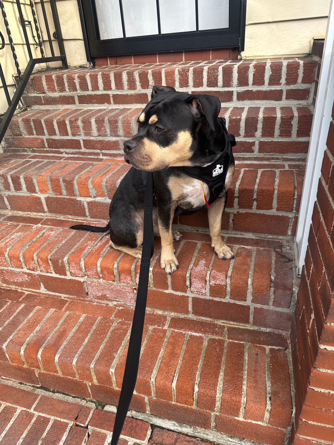 Customer photo review of Matching Black 6' Bully Proof Leash
