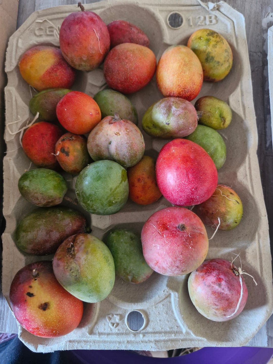 Customer photo review of Baby-Mango Mix "Wild Wonders" von Julian