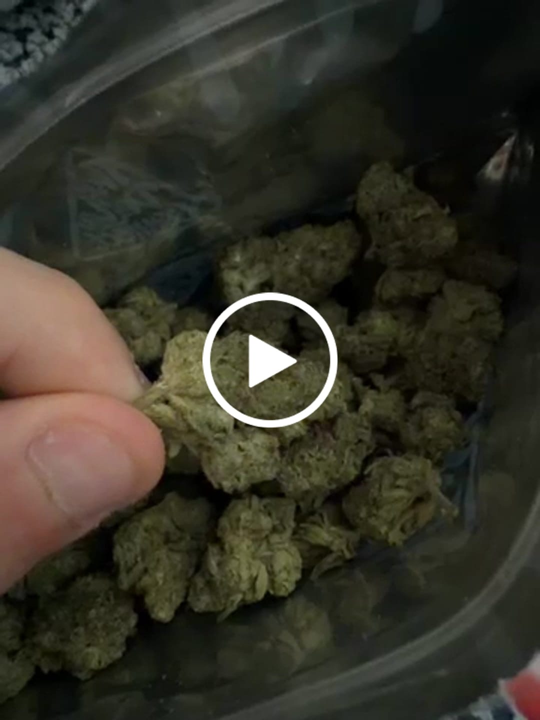 Customer video review of Biscotti | THCA Flower