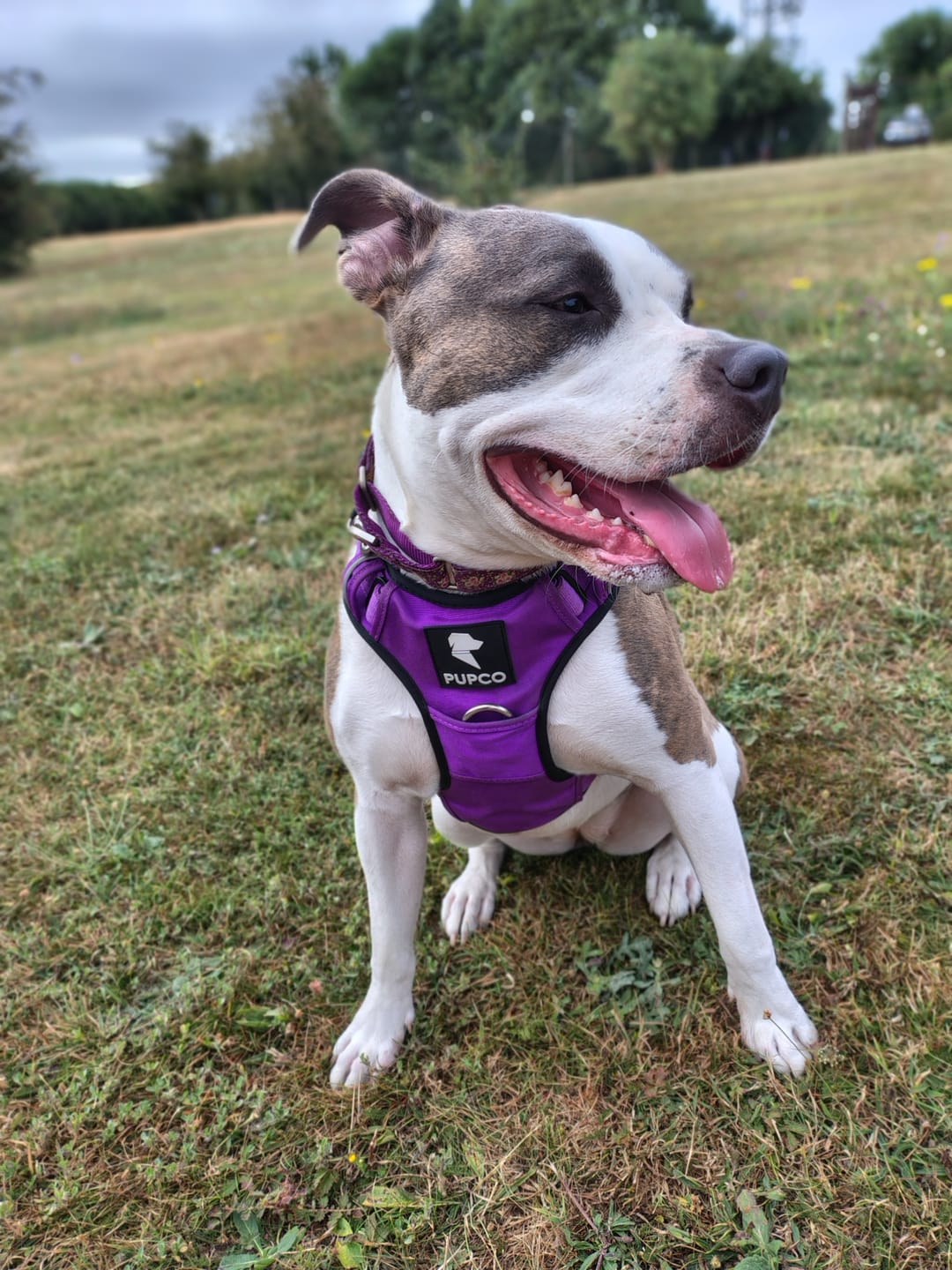 Customer photo review of Prime harness - purple