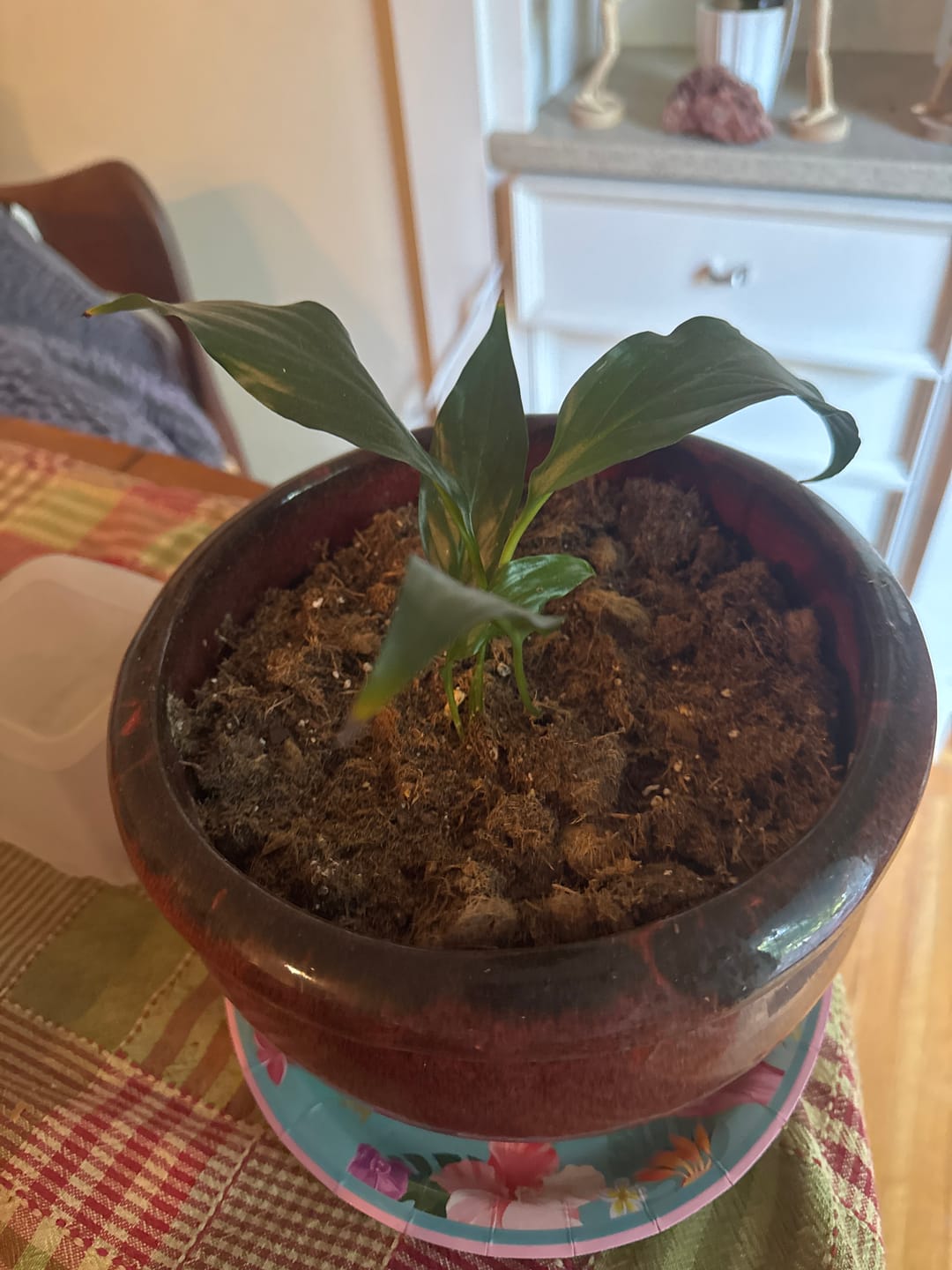 Customer photo review of Calathea Beauty Star in 4" Nursery Pot - Prayer Plant - Striped Tropical Foliage Houseplant - Pet Friendly Indoor - Vibrant Patterned Leaf