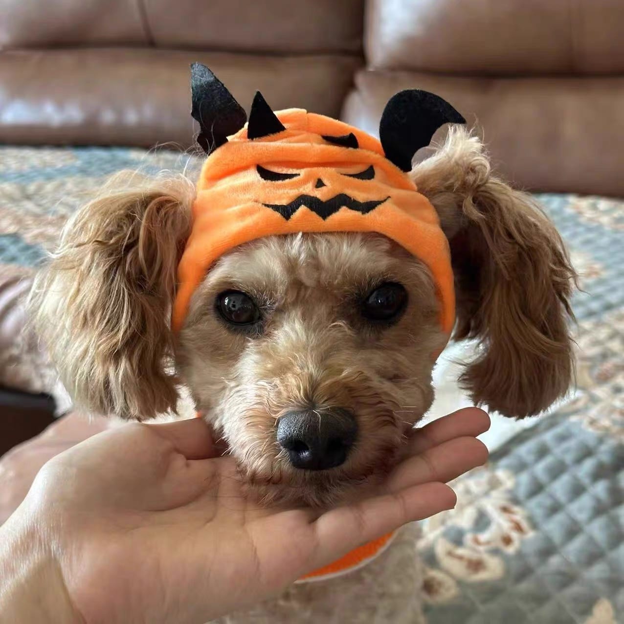 Customer photo review of Halloween Bandana Costume Bib