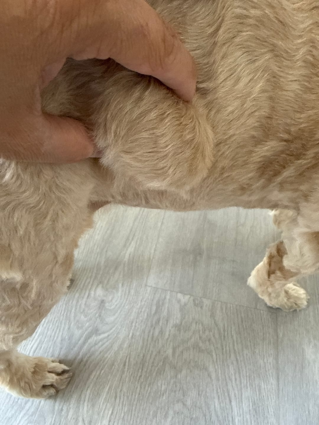 Customer photo review of Turkey Tail+ Defense System | The Advanced Immune Support Formula For Dogs With Lumps & Skin Changes
