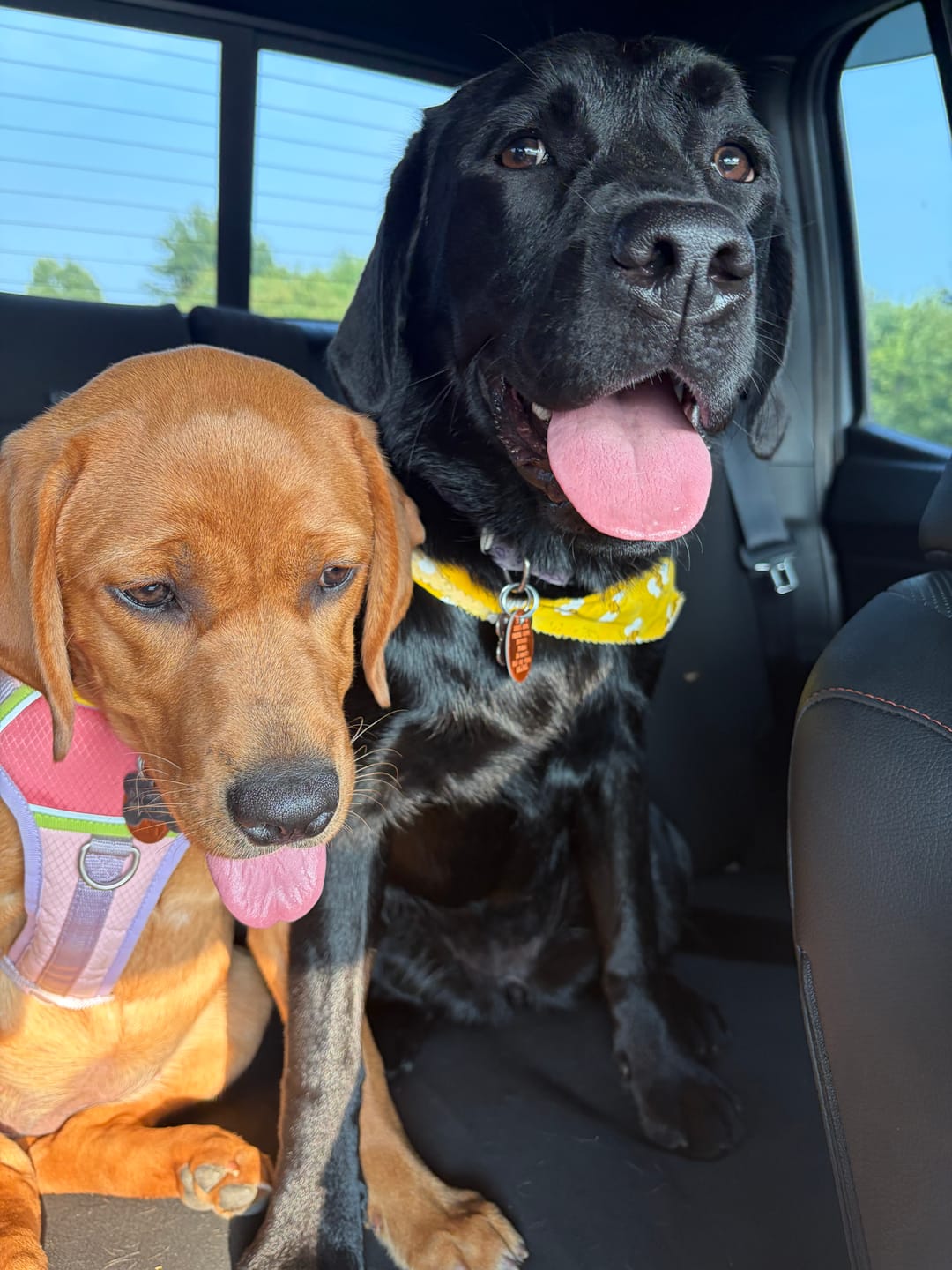 Customer photo review of 6 Inch Monster Bully Stick