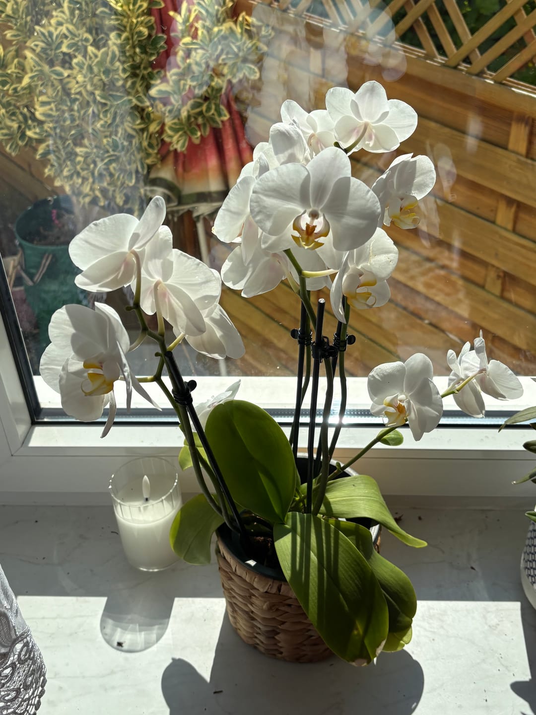 Customer photo review of Table Dance Weiß mit weißen Blüten und 3 Rispen