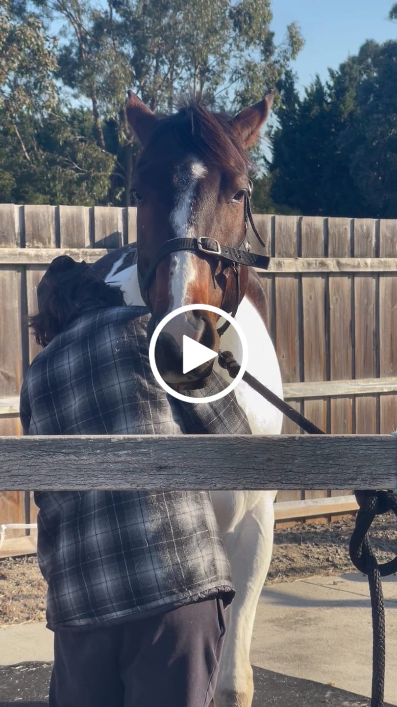 Customer video review of HorseHalo™ 8 Heads Red Light Massage Gun