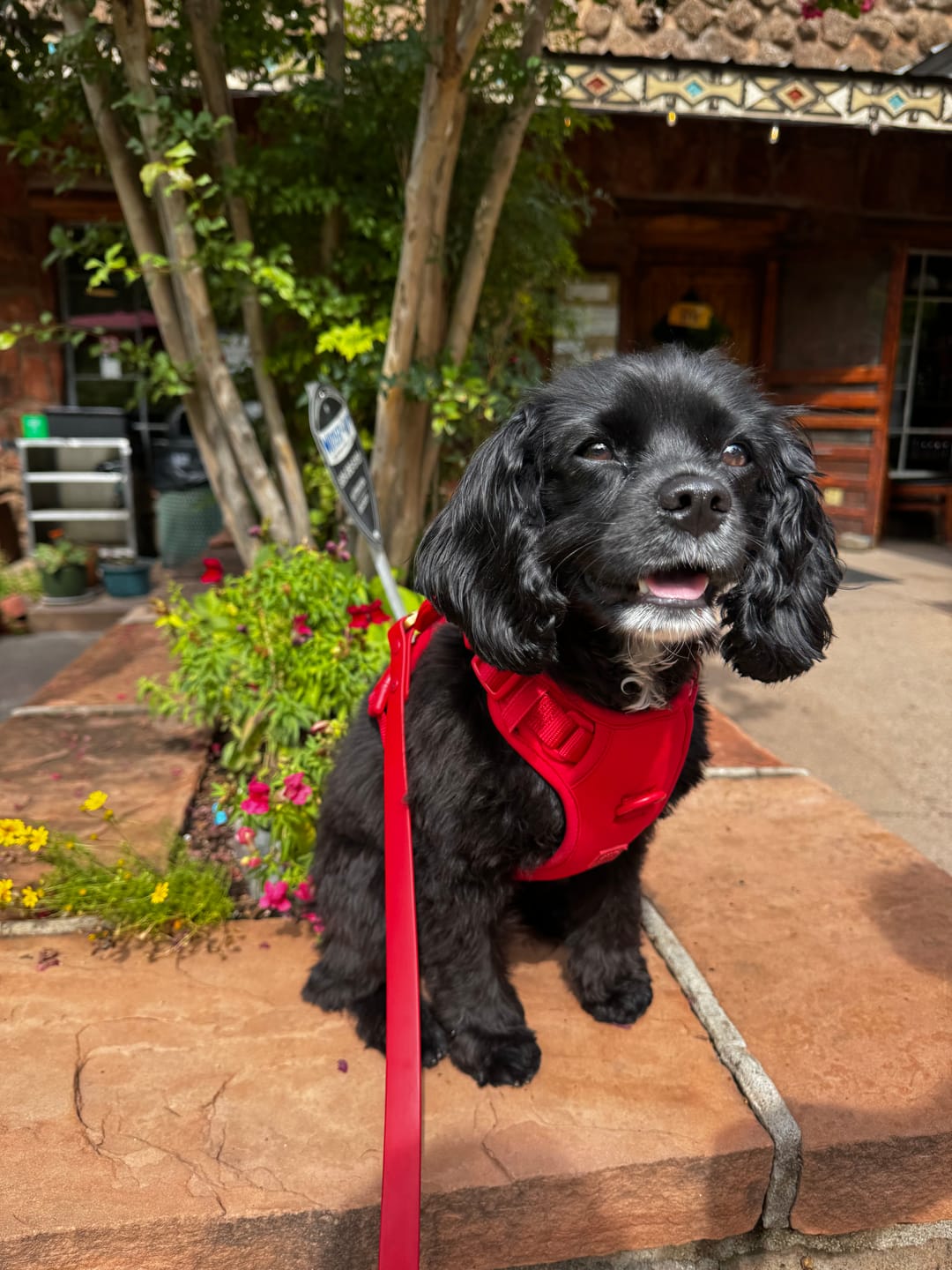 Customer photo review of Wander! Bow Harness Kit Cherry