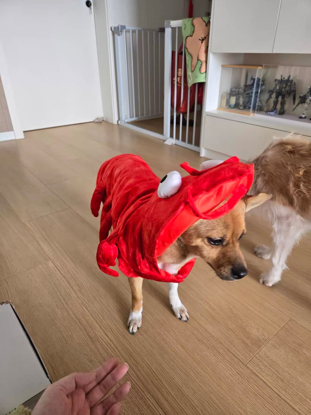 Customer photo review of Lobster Costume