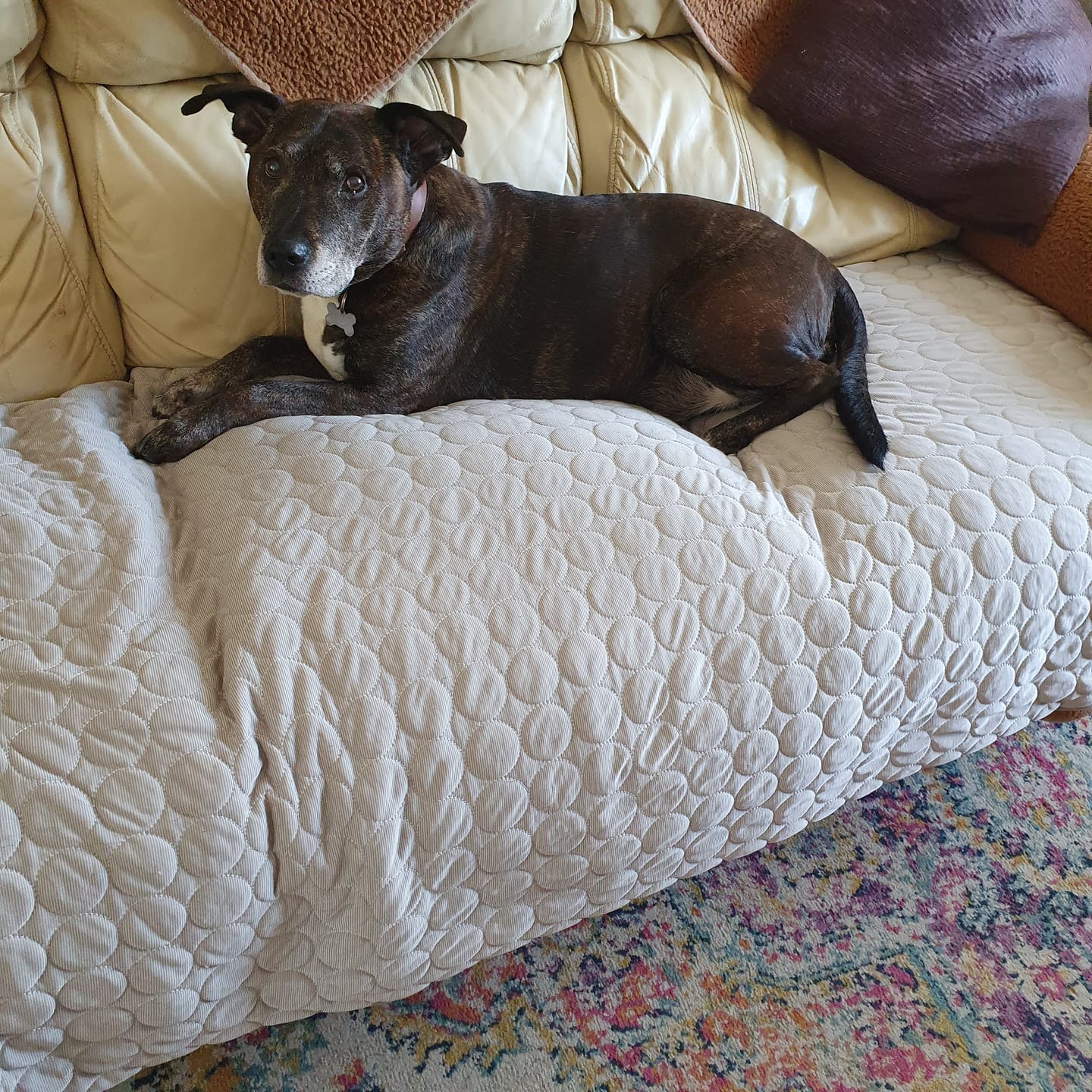 Customer photo review of The Ultimate Cooling Pet Mat