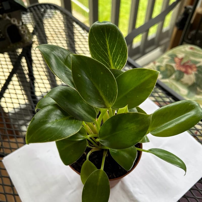 Customer photo review of Variegated Philodendron Birkin Live Plant in 4" Grow Pot - Indoor & Outdoor Houseplant with White Stripes - Easy Care Plant