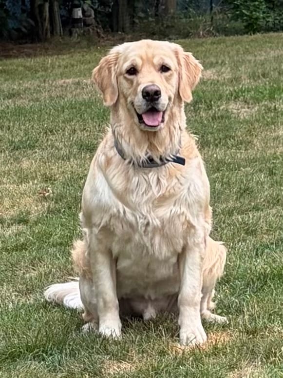 Customer photo review of Iron Paws Daily Human-Grade Superfood For Dogs