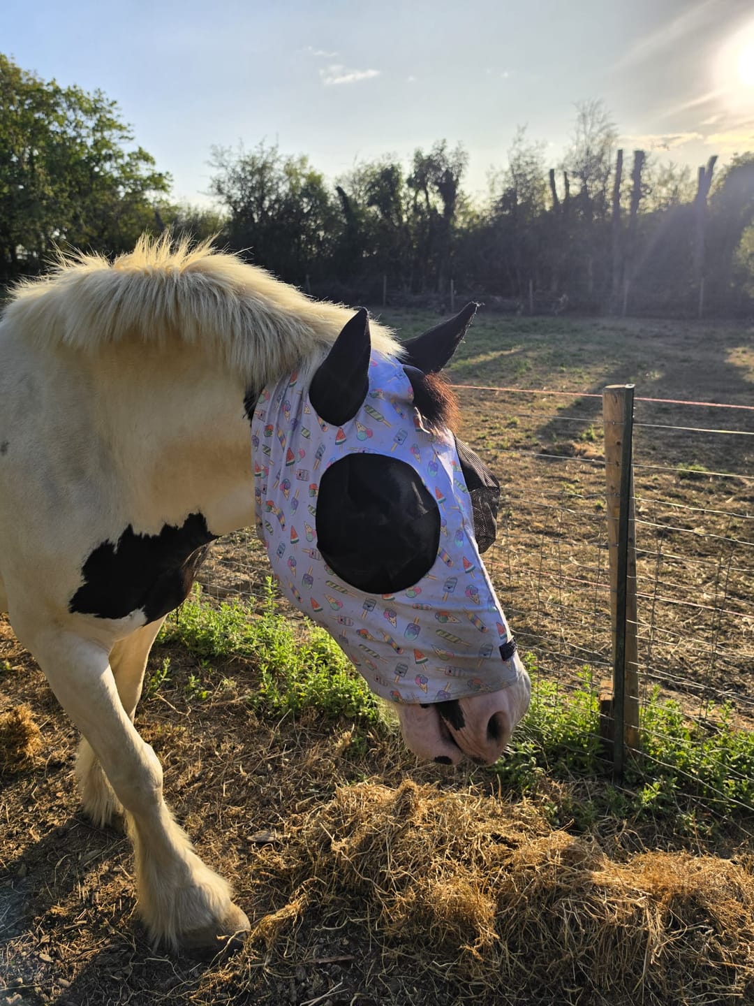Customer photo review of NEW Ice Ice Lolly Fly Mask
