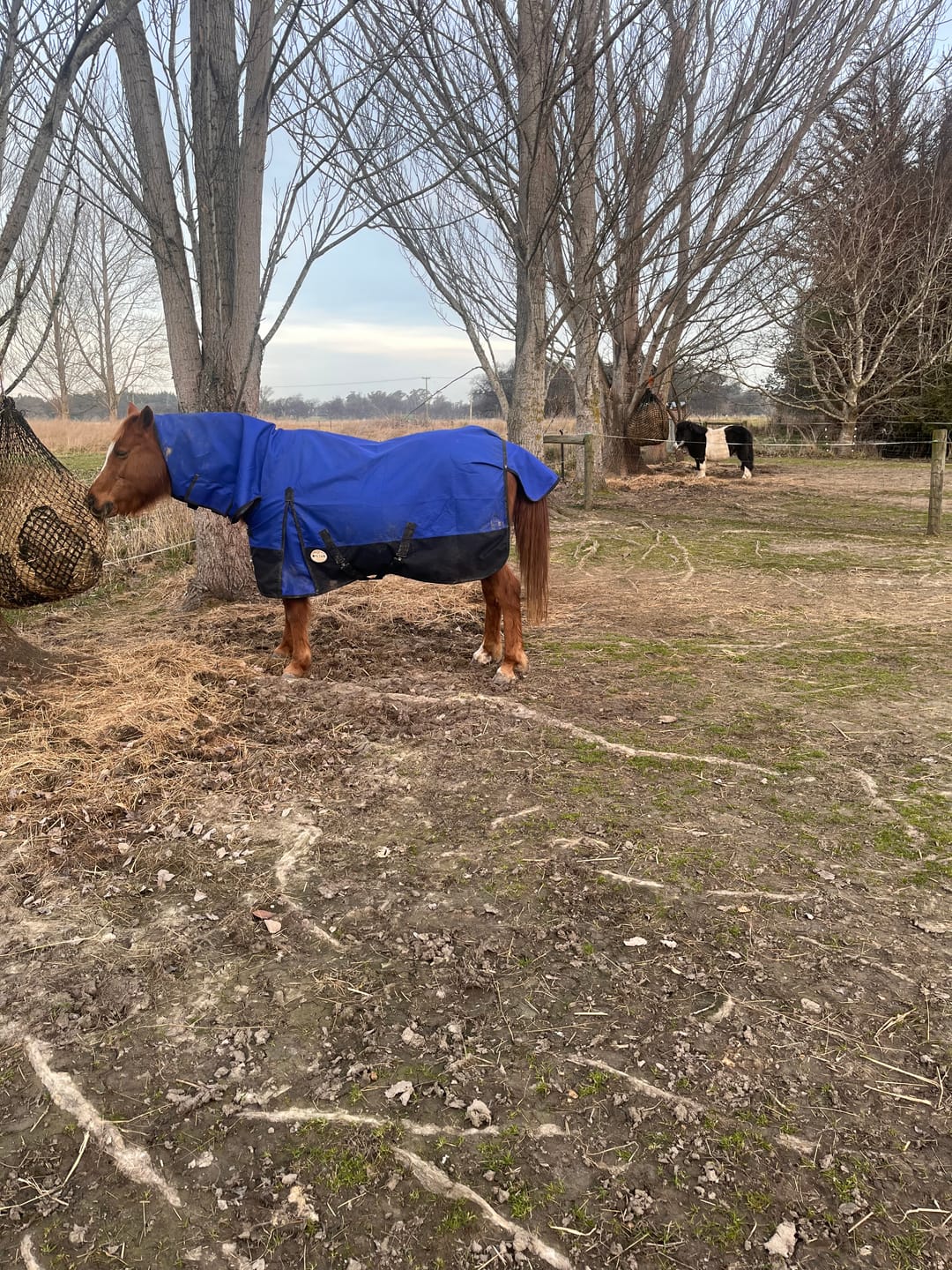 Customer photo review of NZ Tack Duke 1200D Combo FREE SHIPPING