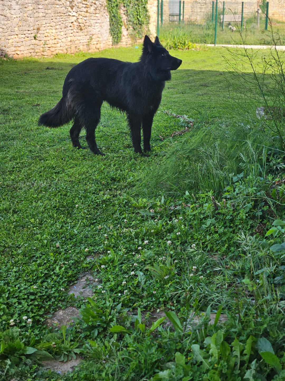 Customer photo review of Shampoing Sans Rinçage - Apaisant pour chien 🏔️