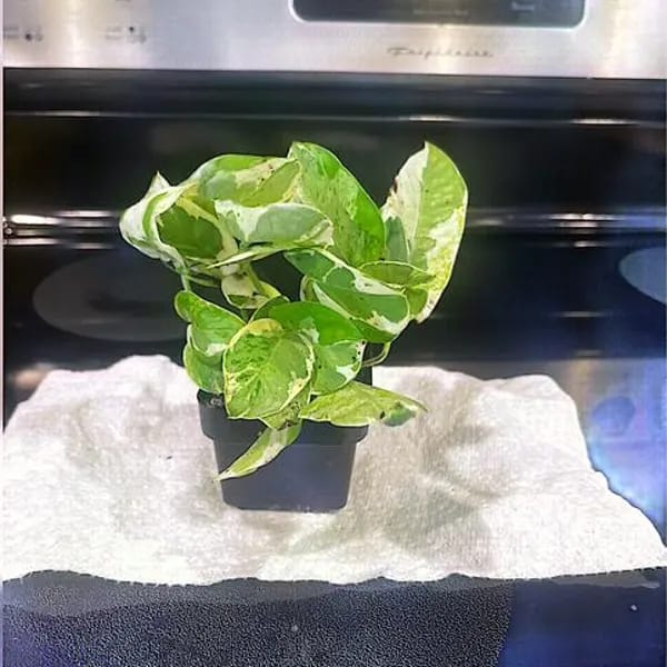 Customer photo review of Live Pearls and Jade Pothos in a 4" Nursery Pot