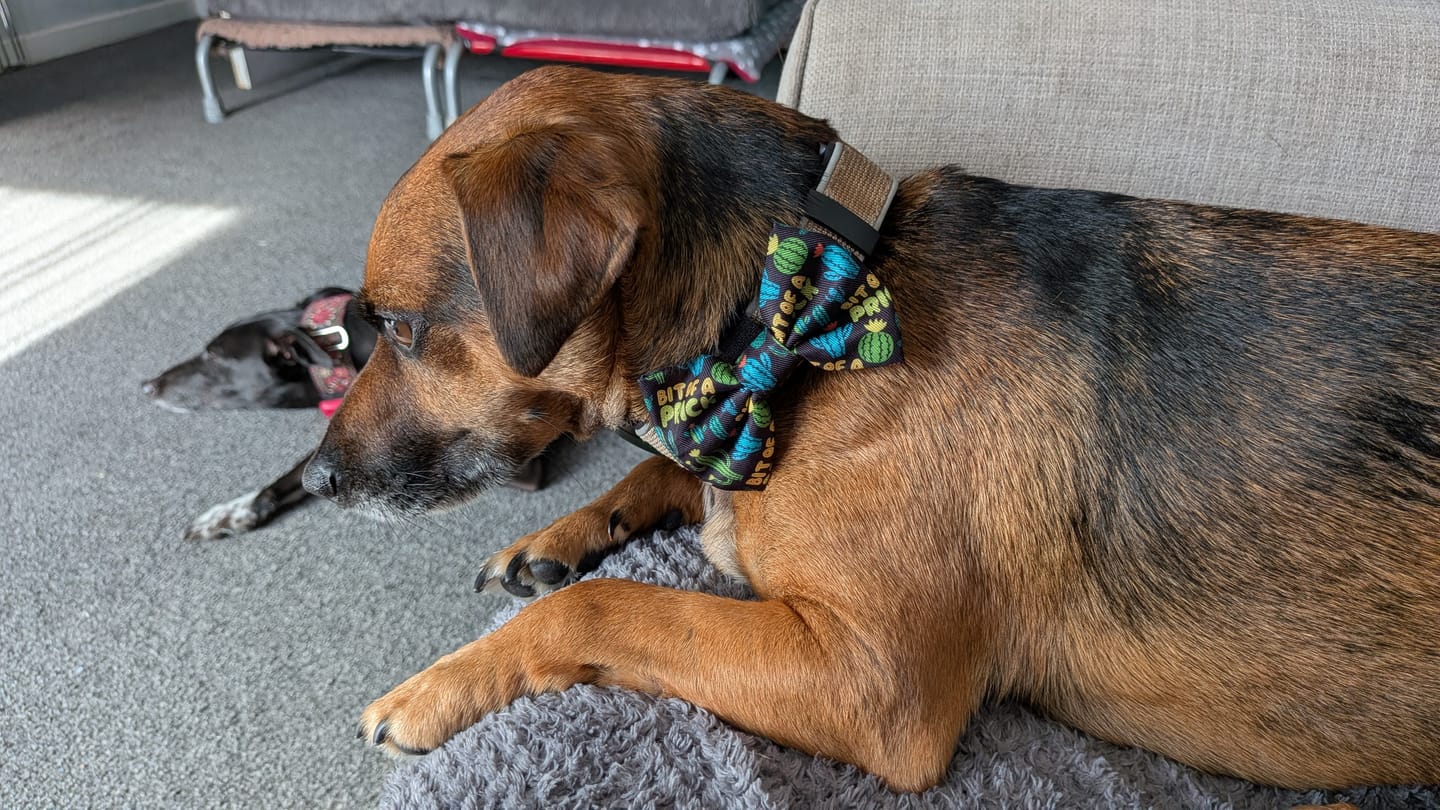 Customer photo review of Bit of a pr**k bow tie