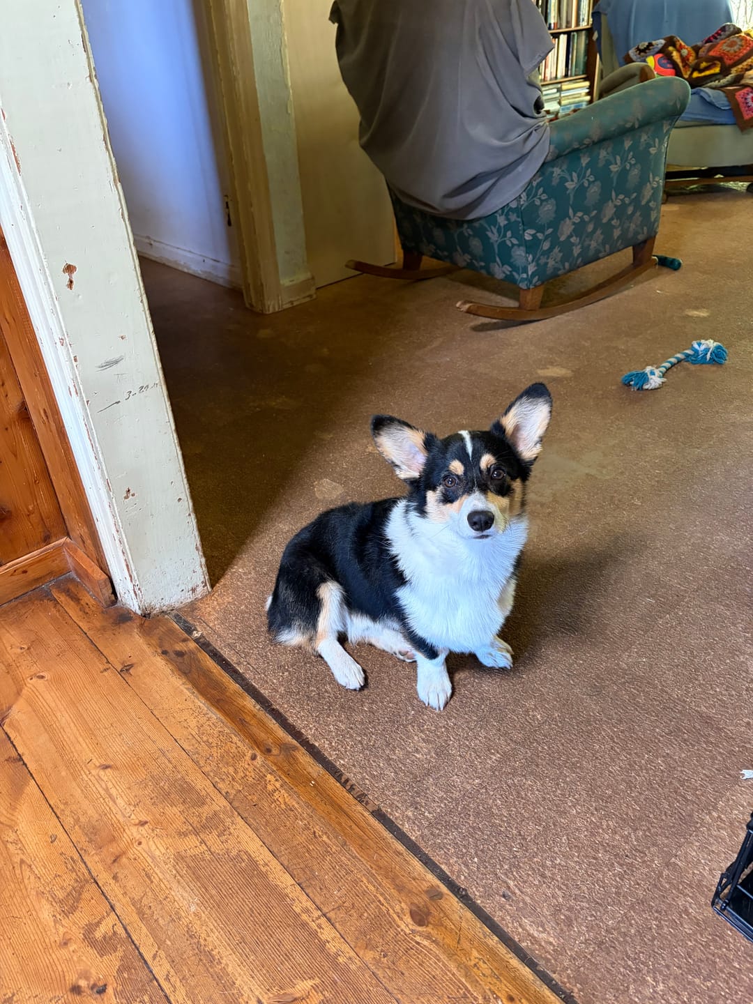 Customer photo review of FurLife™ - All Natural Flea & Tick Defense Chews for Dogs