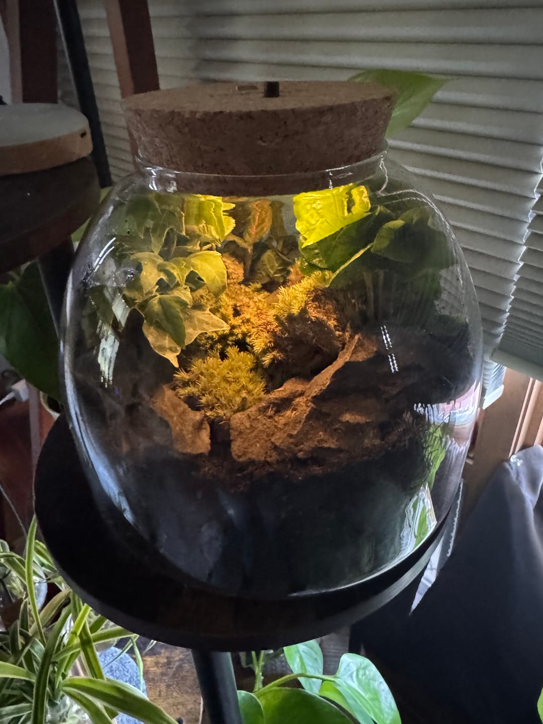 Customer photo review of Light Up Terrarium Kit