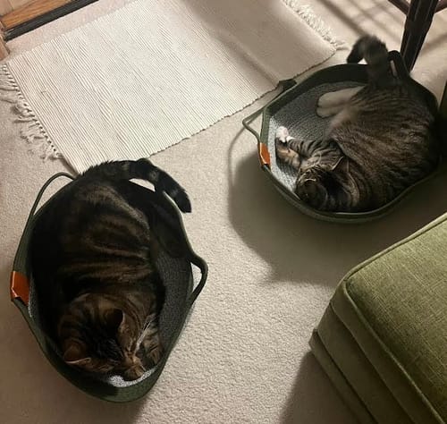 Customer's two tabby cats sleeping inside their Instinct Basket cat beds on a carpeted floor.