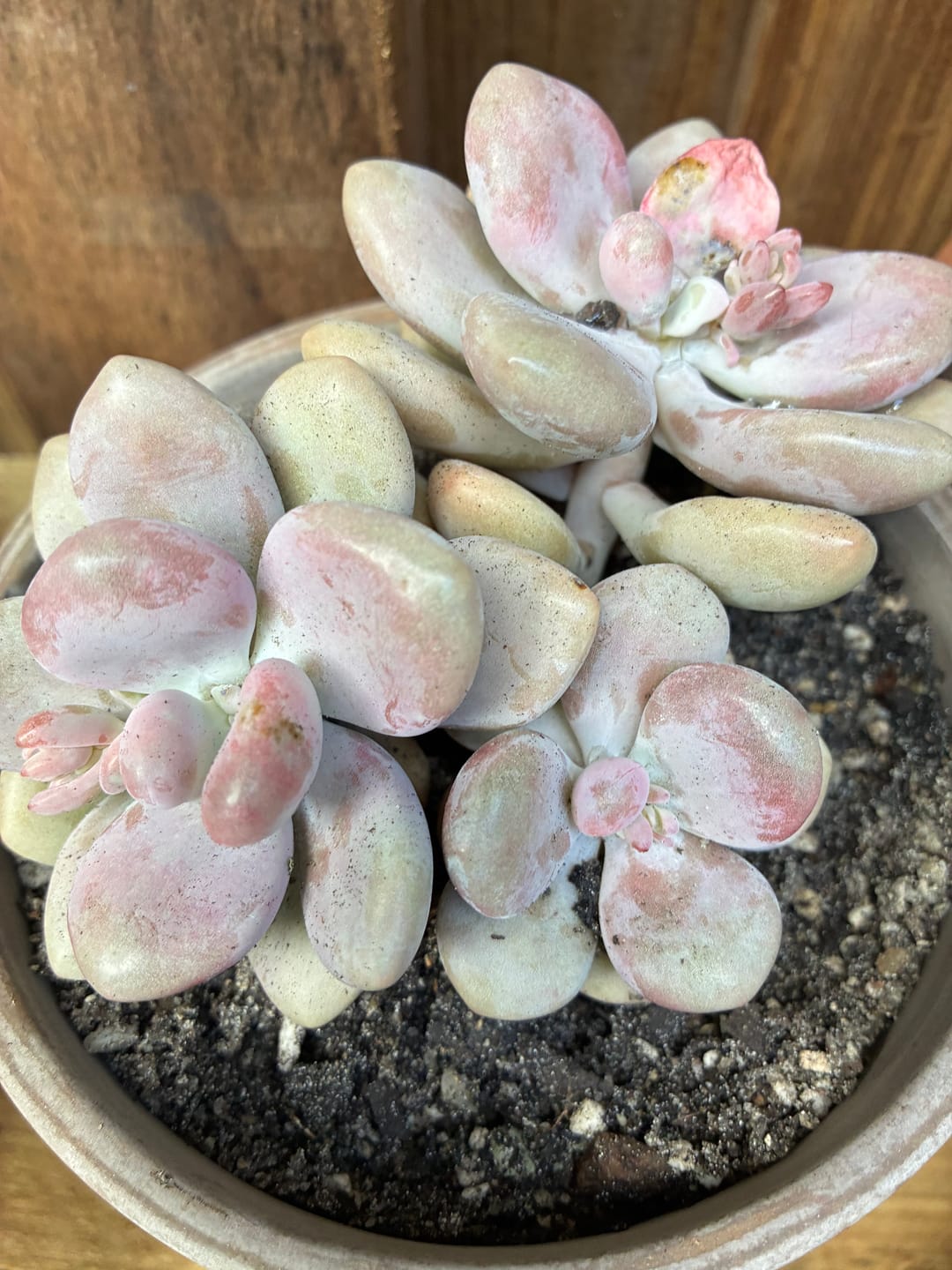 Customer photo review of Graptopetalum amethystinum - Lavender Pebbles