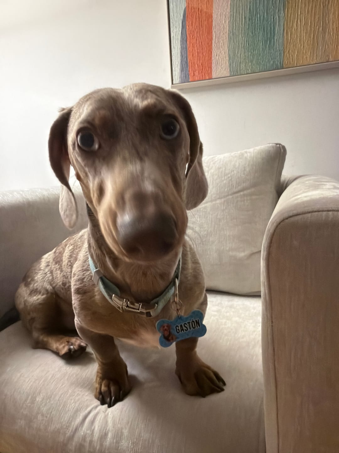 Customer photo review of PetFamily Cookies