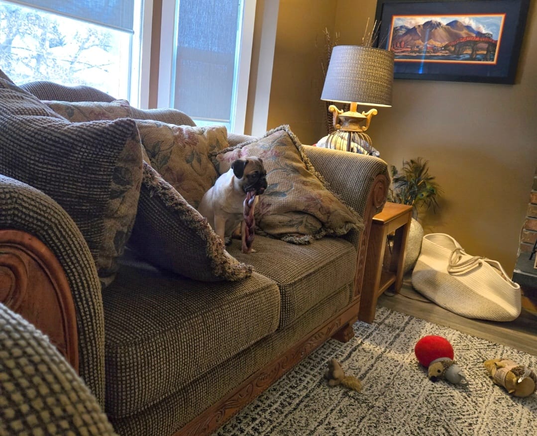 Customer photo review of 12 Inch Standard Braided Bully Stick