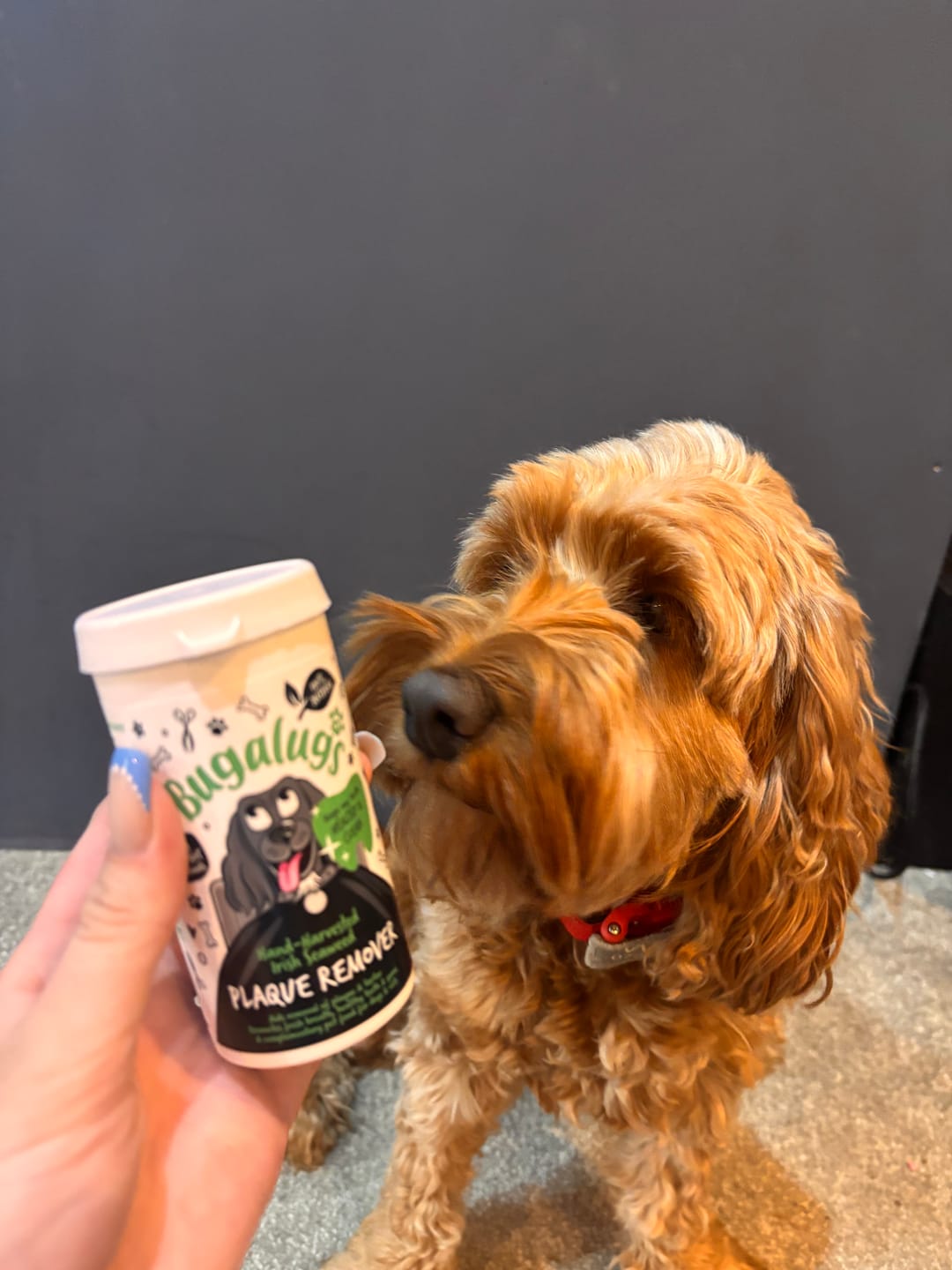 Customer photo review of 100% Natural Plaque Remover for Dogs & Cats (70g)