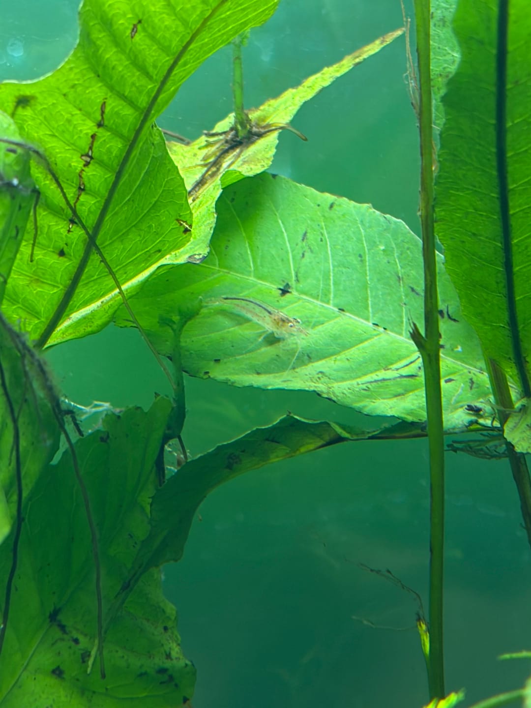 Customer photo review of Fire Red Cherry Shrimp
