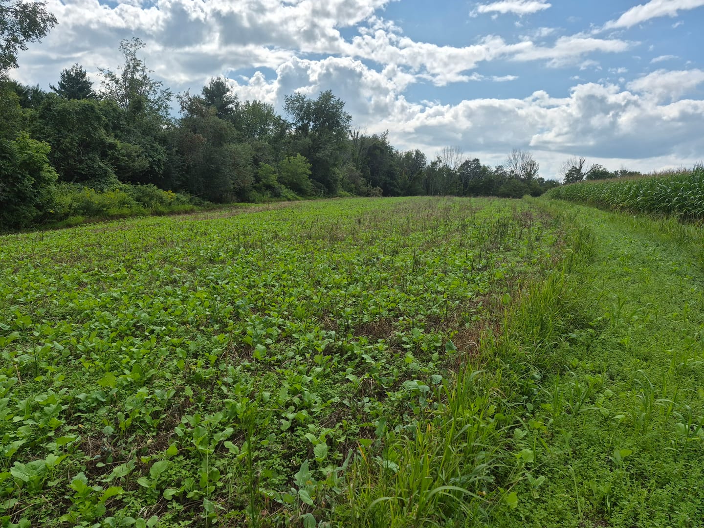 Customer photo review of Big Sexy™ Food Plot Seed