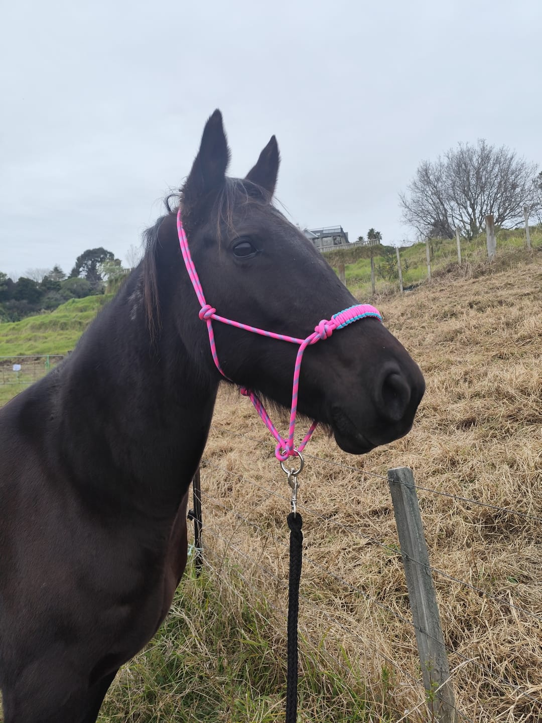 Customer photo review of Zilco Rope Halter with Ring