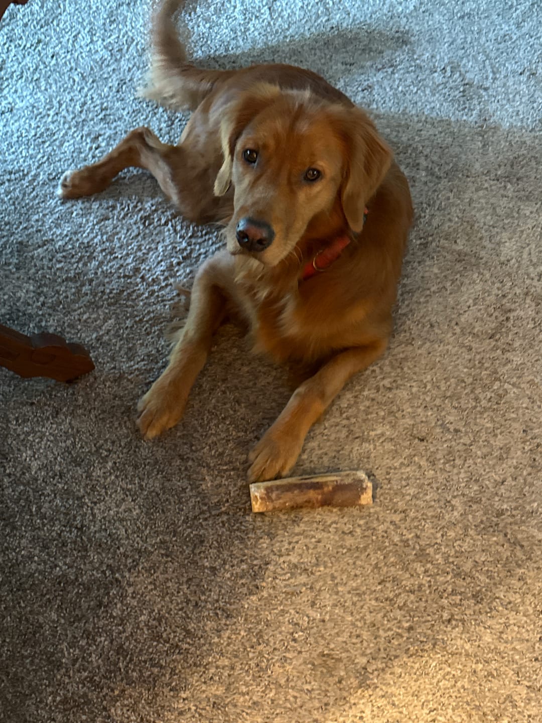 Customer photo review of Large Ostrich Cane (11.5" x 5"): The Ultimate Long-Lasting Chew for Medium, Large & XL Dogs