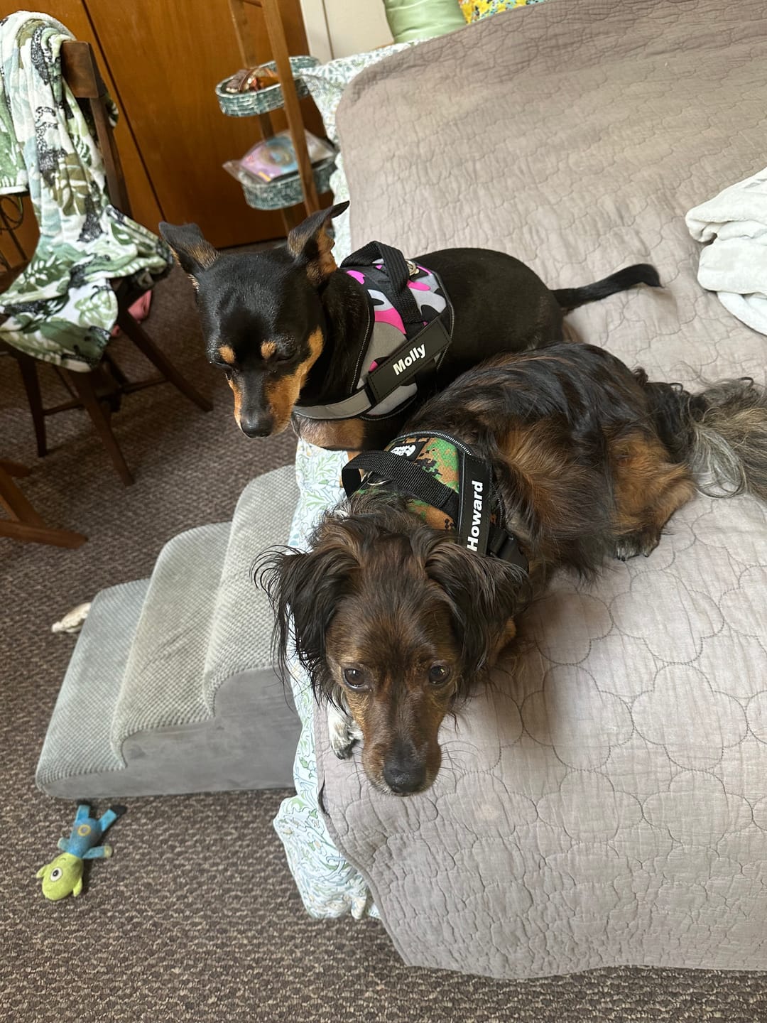 Customer photo review of Dogshood ™ Easy On