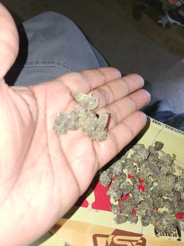 Strawnana – Feminized THCA Autoflower Seeds photo review