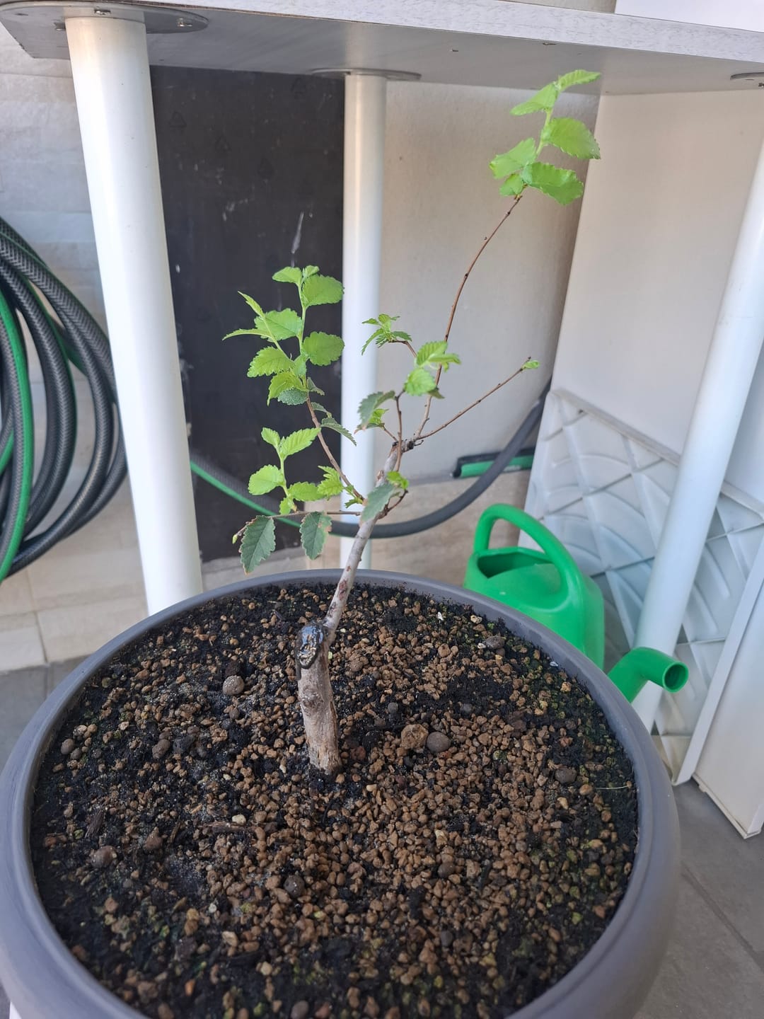 Customer photo review of NEO CONCIME BILANCIATO MULTI STAGIONALE BONSAI CB®