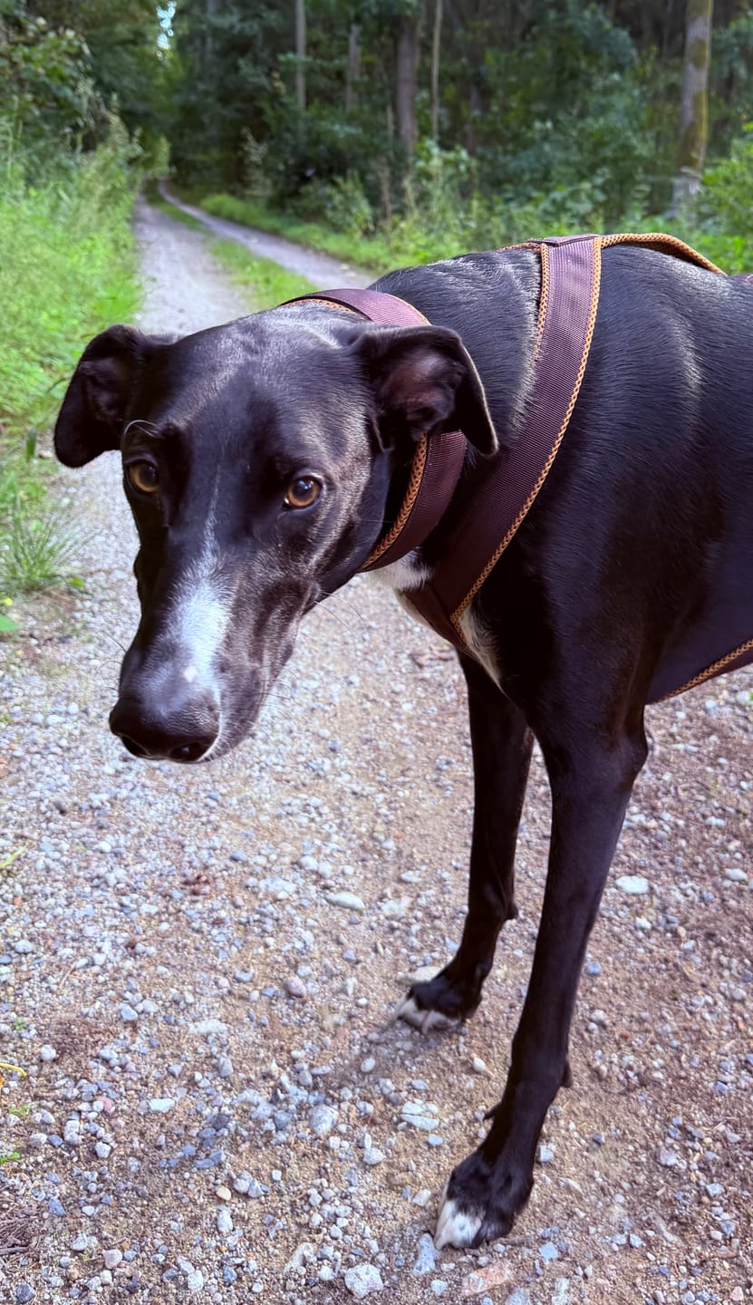 Customer photo review of Windhundgeschirr FUN "Toffee"