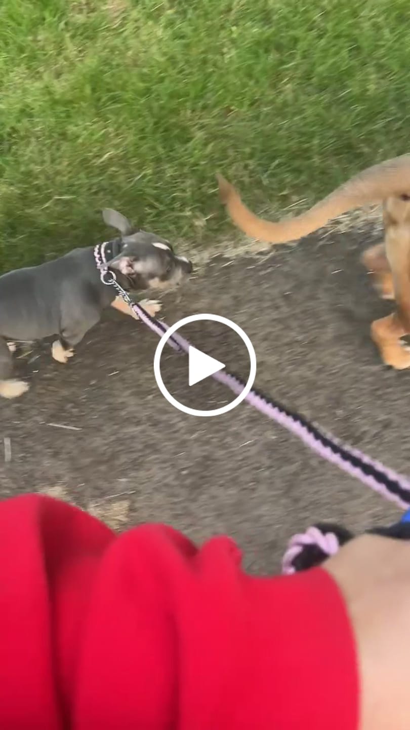 Customer video review of Paracord Rope Lead Set -  Anti pull - Two tone colour