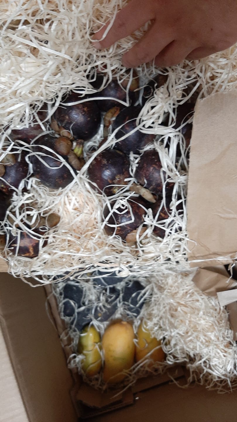 Customer photo review of Mangostan unbehandelt Thailand 1,5kg Box Promo %