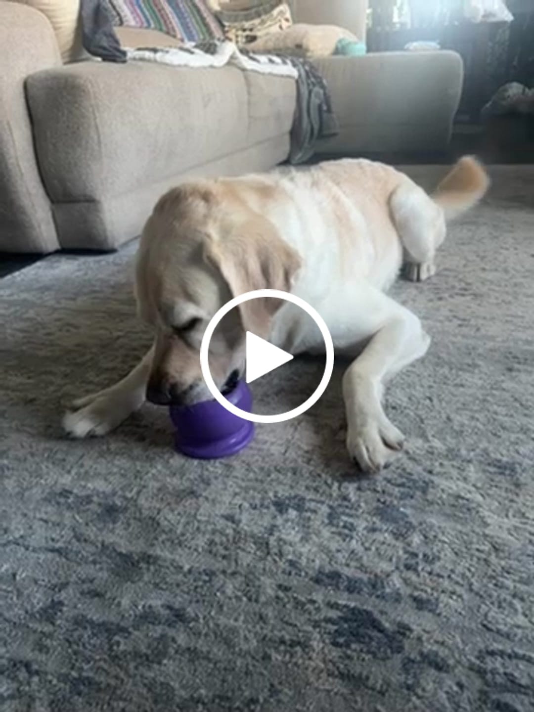 Customer video review of FreezBall Bundle — Best value on the most-loved bones
