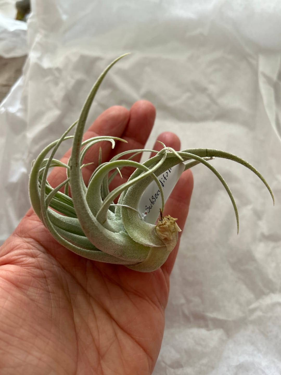 Customer photo review of Subsecundifolia  (Formerly Recurvifolia Var. Subsecundifolia)