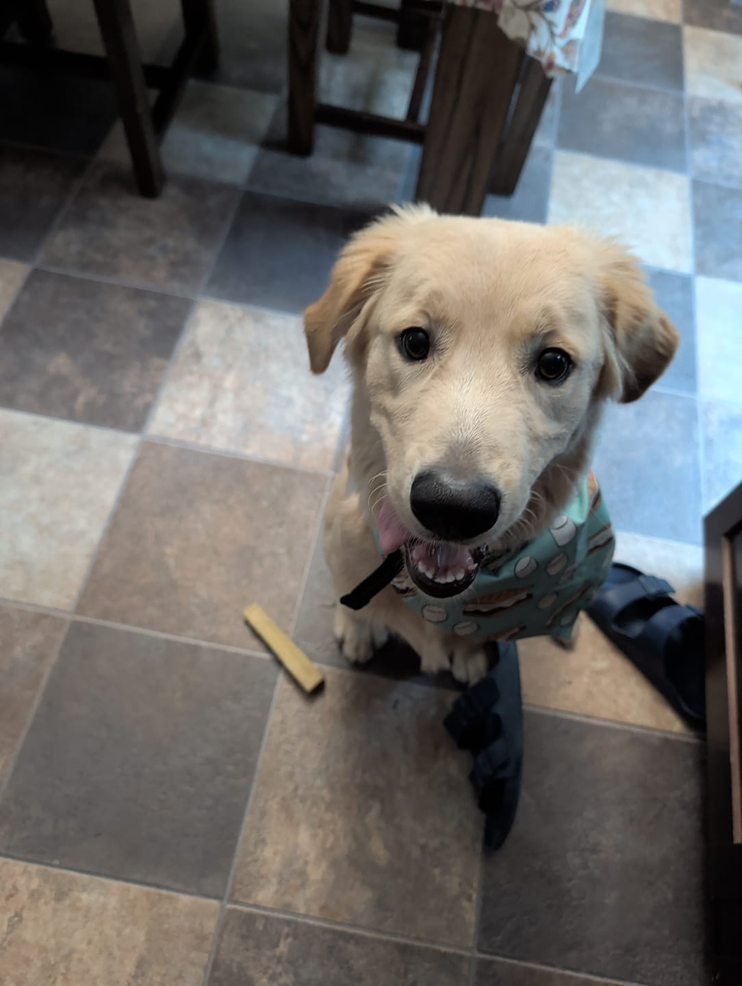 Customer photo review of Himalayan Yak Chew (LARGE)