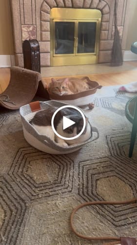Customer video review of Instinct Basket | Meet the first research-backed natural territory for indoor cats