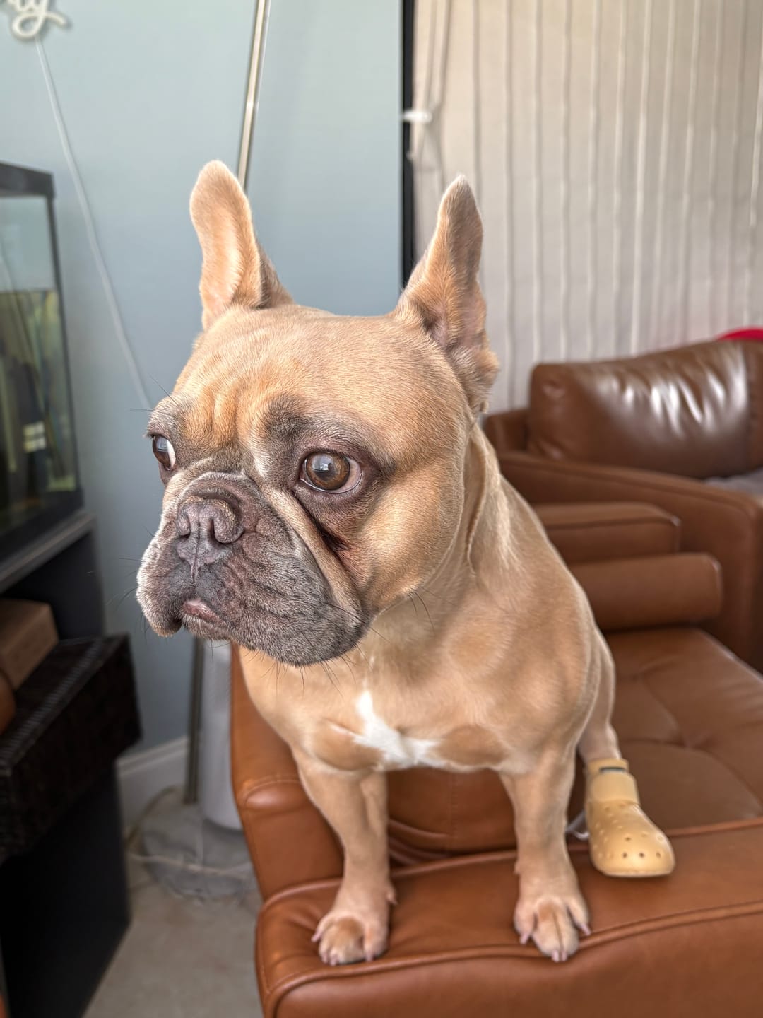 Customer photo review of WagWellies® Mojave