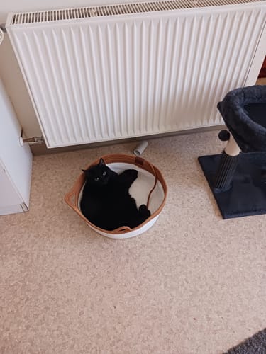 Kunden-Katzenkorb: Eine schwarze Katze liegt entspannt in dem weißen, runden Katzenkorb auf einem Zimmerboden.