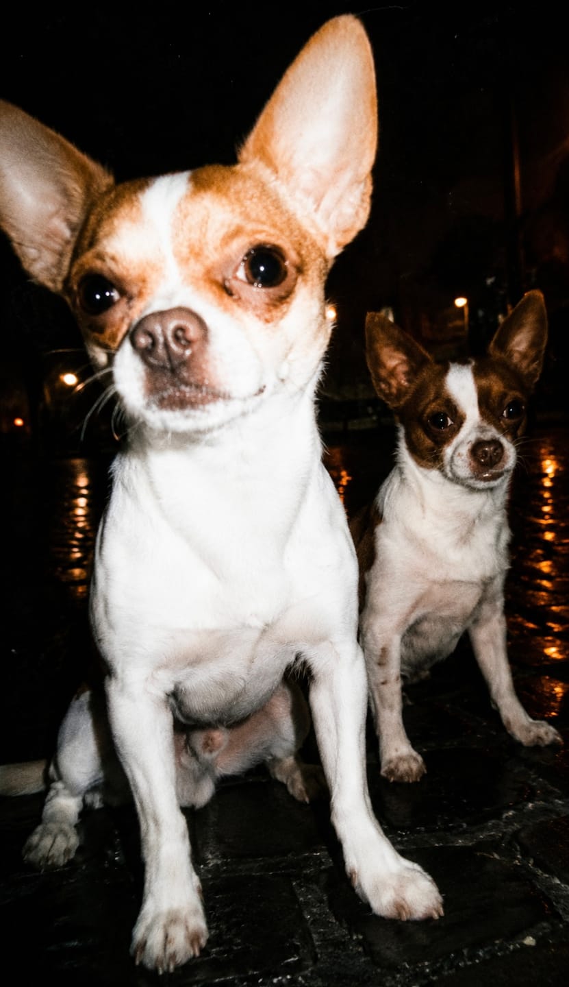 Customer photo review of ADTAB CANI 2.5-5.5kg (6 cpr) - Antiparassitario Per Cani