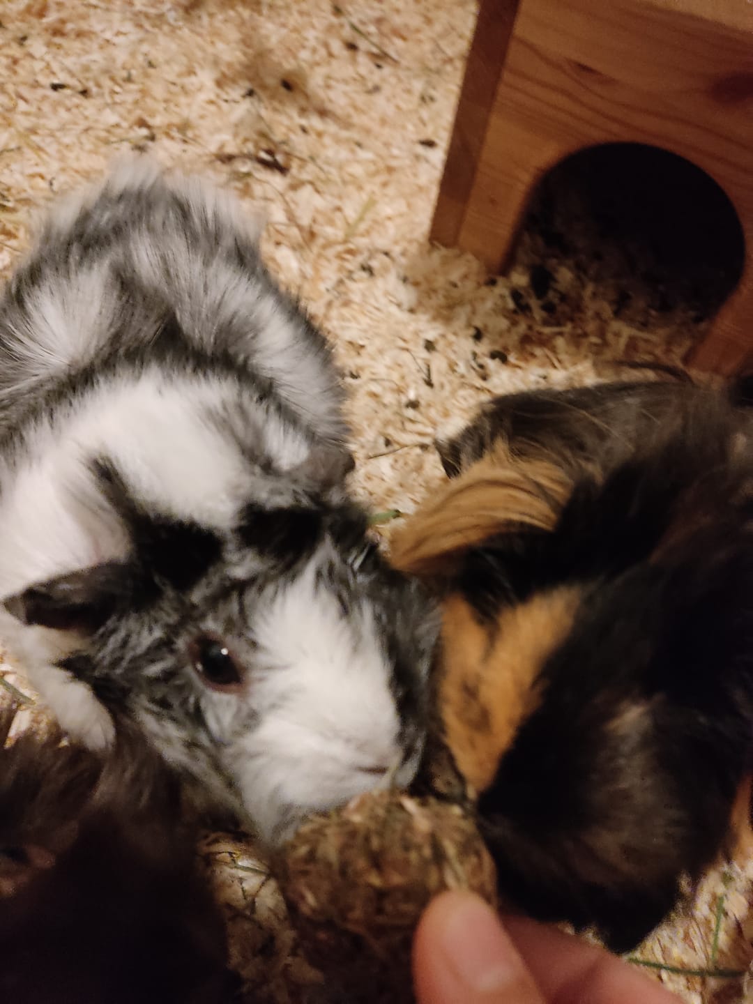 Customer photo review of 💘 Erste Liebe – Premium Bälle für deine Meerschweinchen