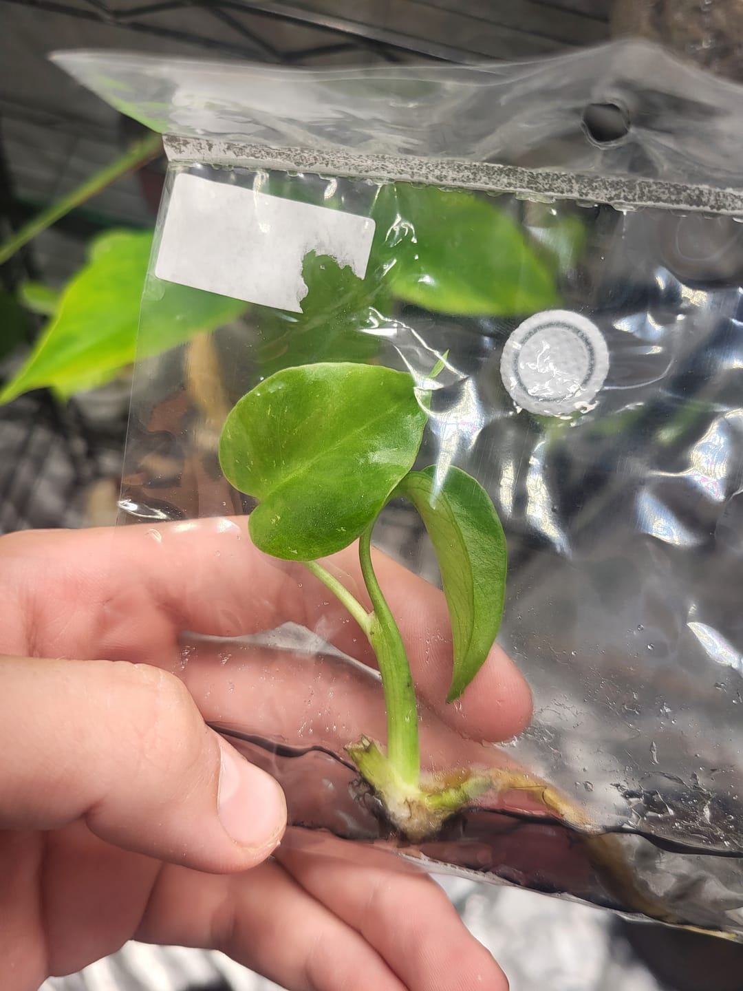 Customer photo of Monstera Devil Monster Premium Variegated