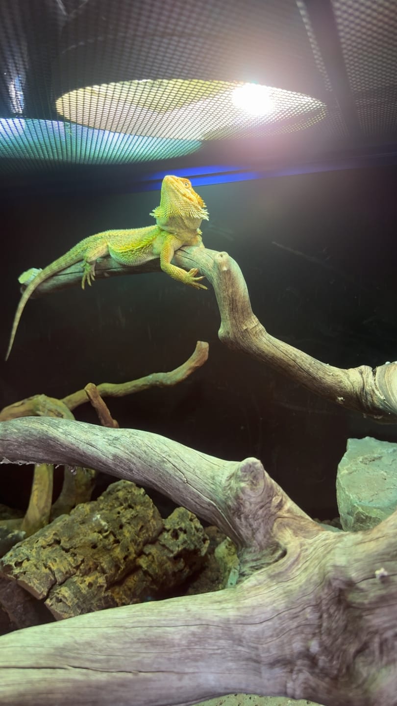 Customer photo review of 120 Gallon Bearded Dragon Enclosure 4x2x2